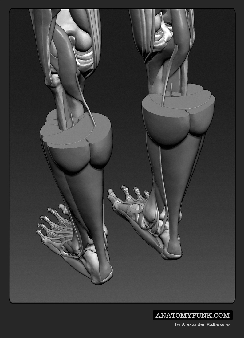 Muscles10_anatomypunk.jpeg