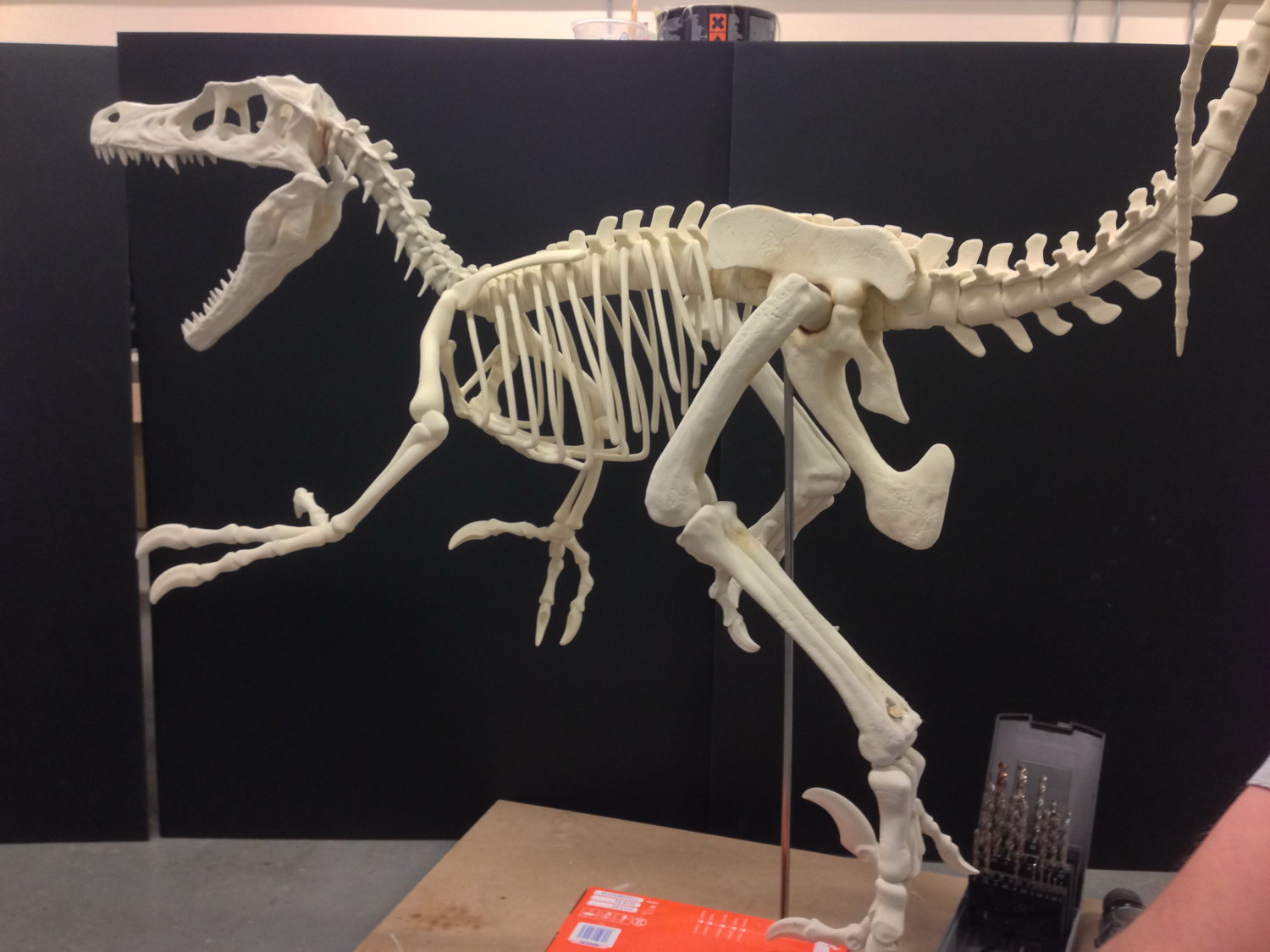 Raptor Print 1.JPG