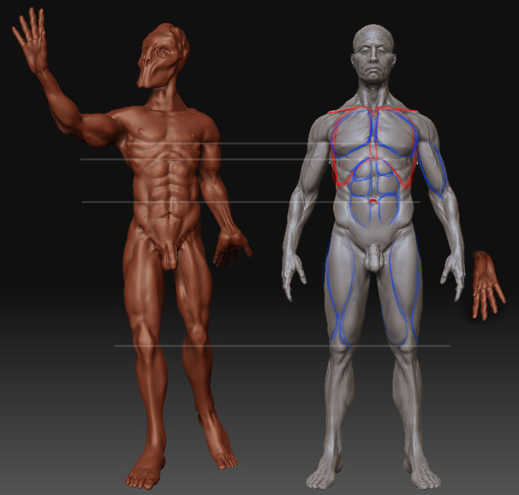 Anatomy fix.jpg