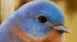 FallBirdThumb.jpg