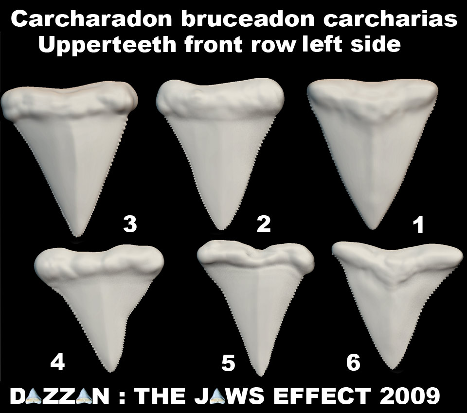 BRUCEUPPERJAWTEETHSET3.jpg