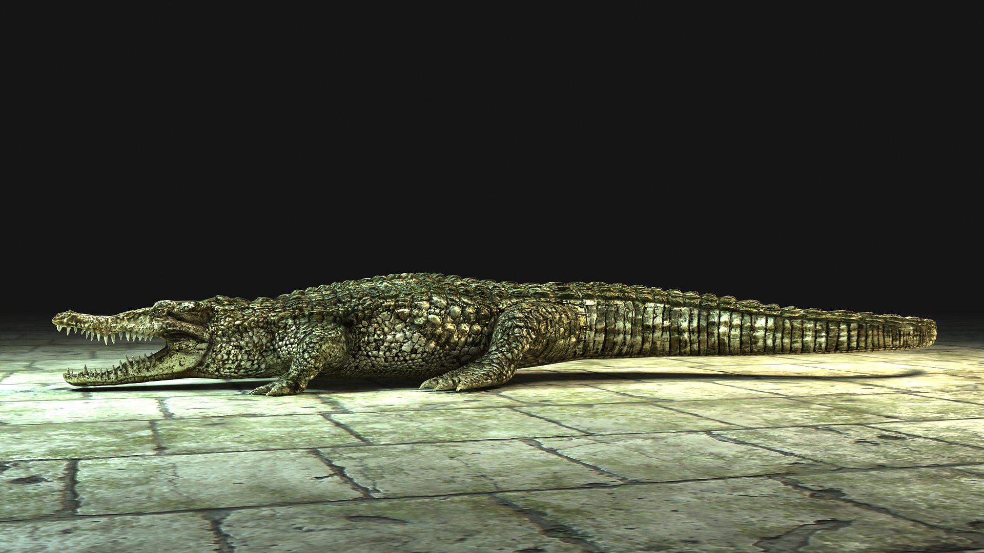 alligator.jpg