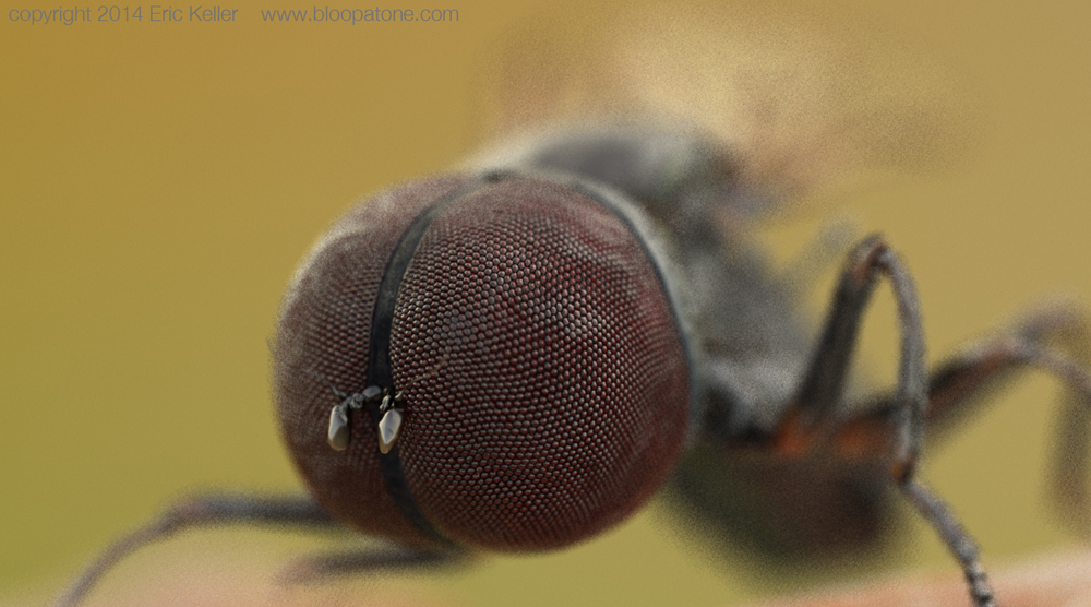 Eudorylas_render02sm.jpg