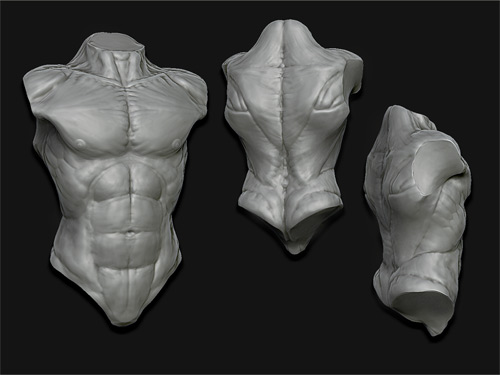 anatomy_torso.jpg