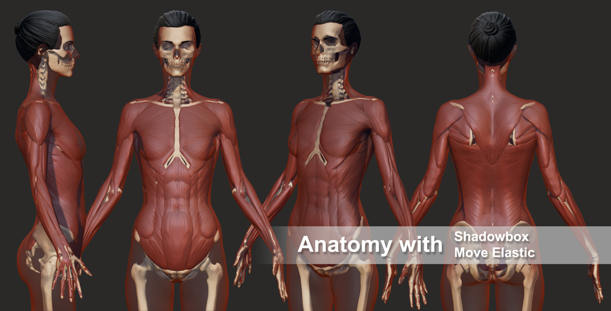 ecorcheMedicalComp_01.jpg