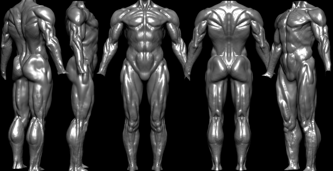 maleanatomy.jpg