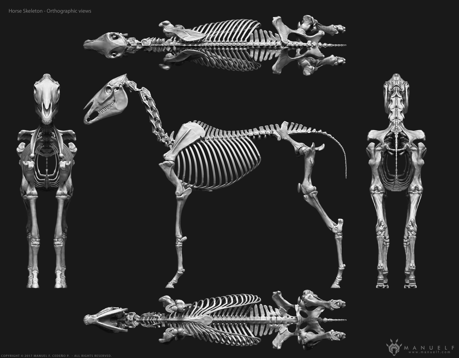 manuelf3d_Horse_Skeleton_3d_OrthographicViews.jpg