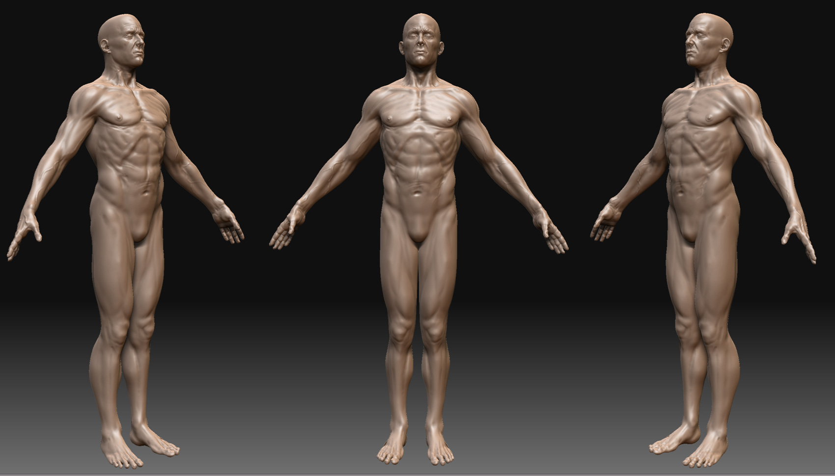 anatomy_21.jpg