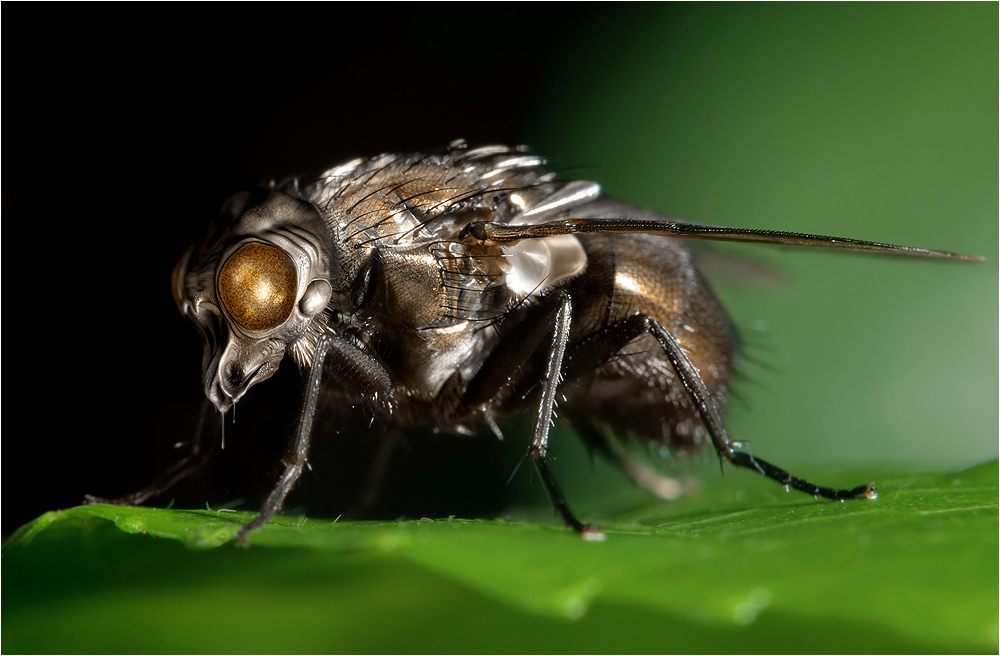 dragon_fly2.jpg
