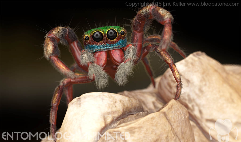 keller_jumpingSpider.jpg