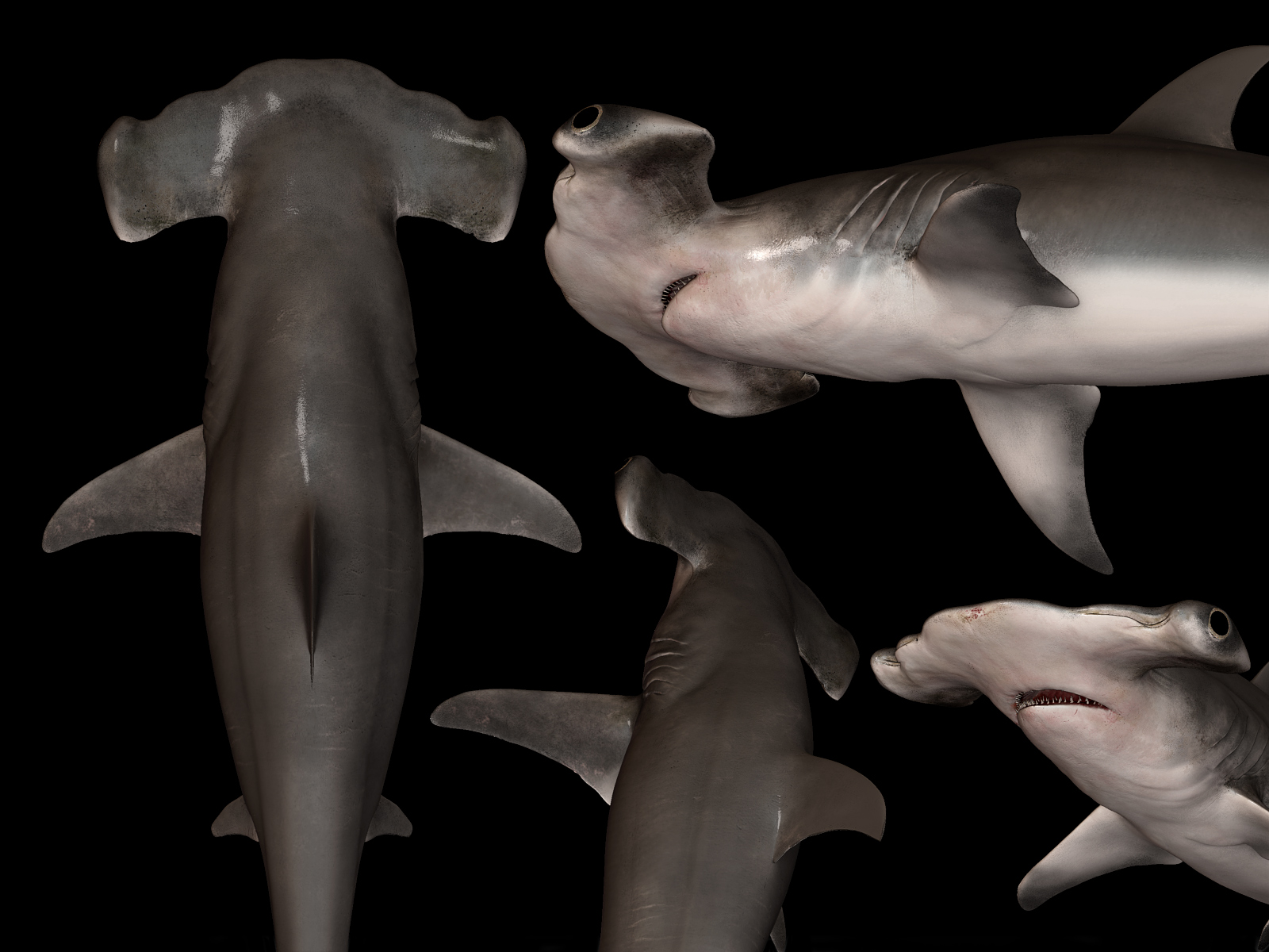 [ZBrush]-HammerHead-Shark---Sphyrna-mokarran-1.jpg