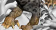 SNOW LEAPARD DRAGON 16.jpg