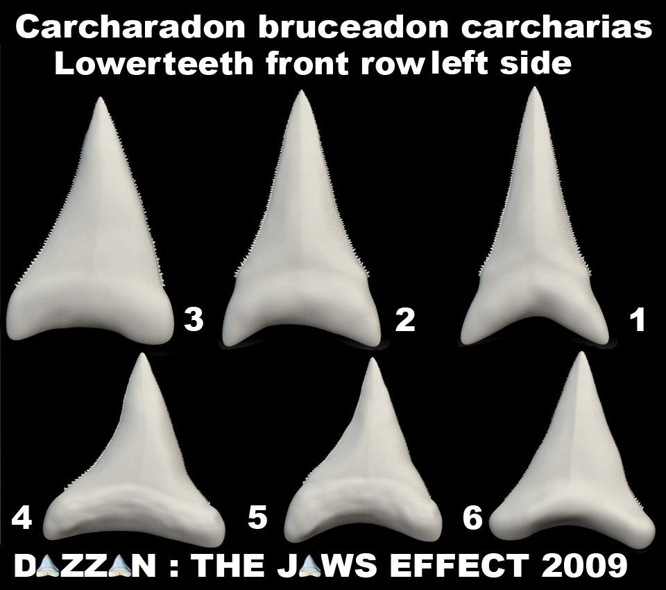 BRUCEUPPERJAWTEETHSET7lo.jpg