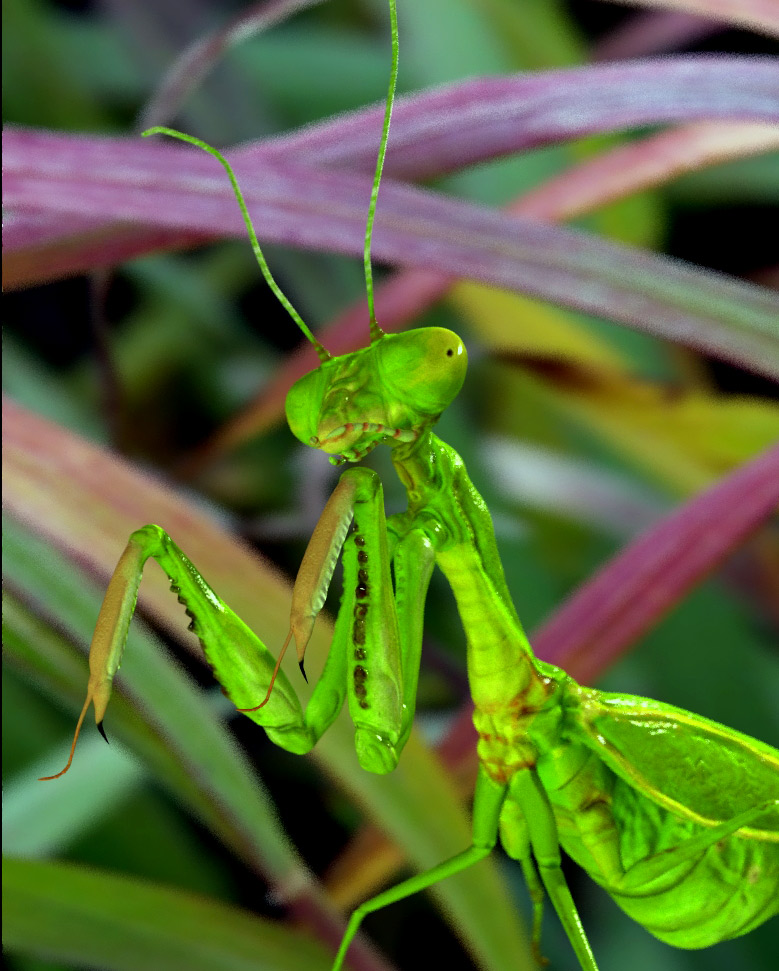 mantis_02.jpg