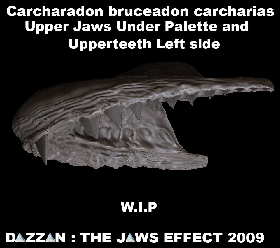 BRUCEUPPERJAWTEETHRSIDElow.jpg