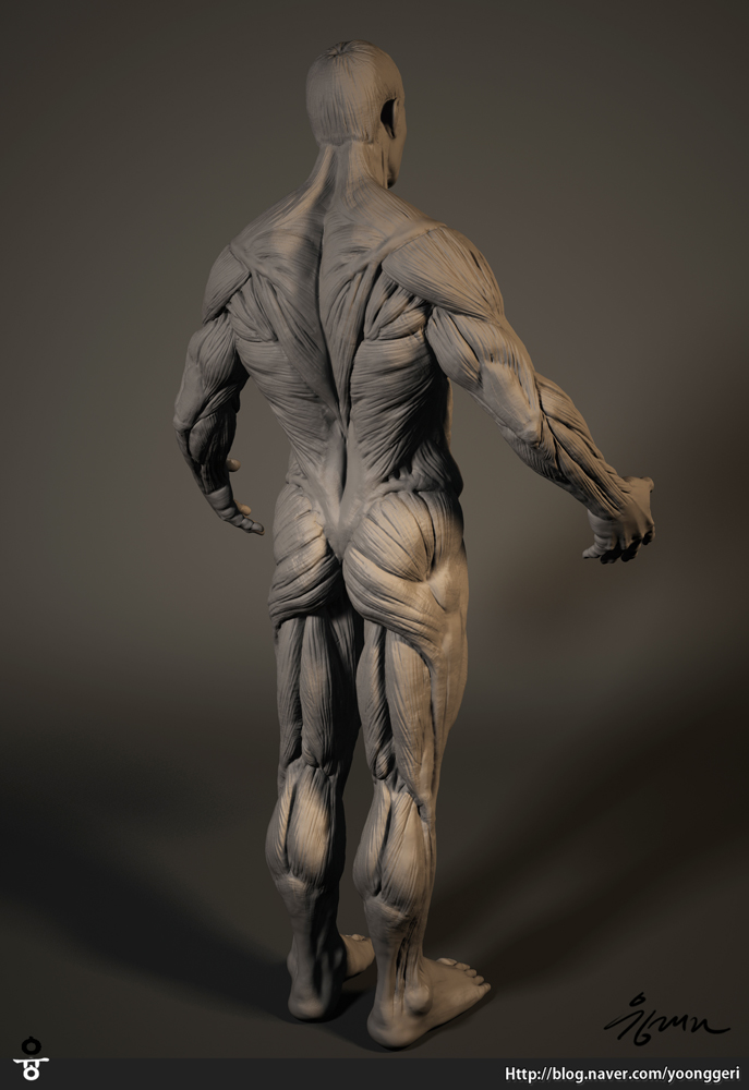 Male_Muscle_Render_02.jpg