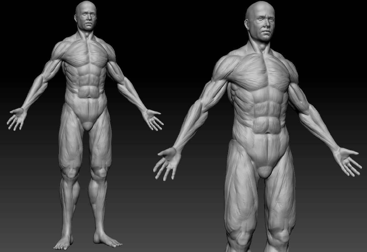 anatomie-skin.JPG
