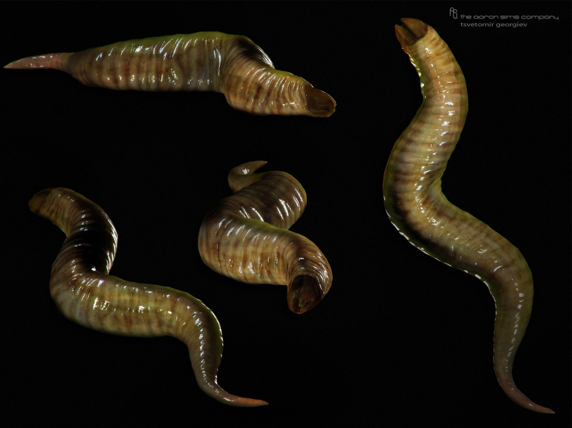 worm-(2)-8586886394.jpg