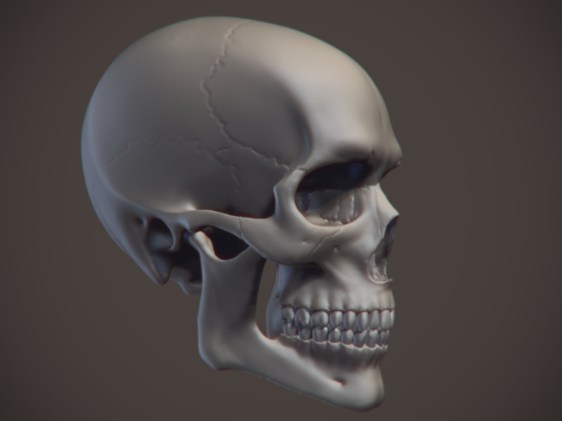 Skull_01.jpg