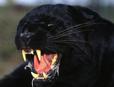Leopard.gif