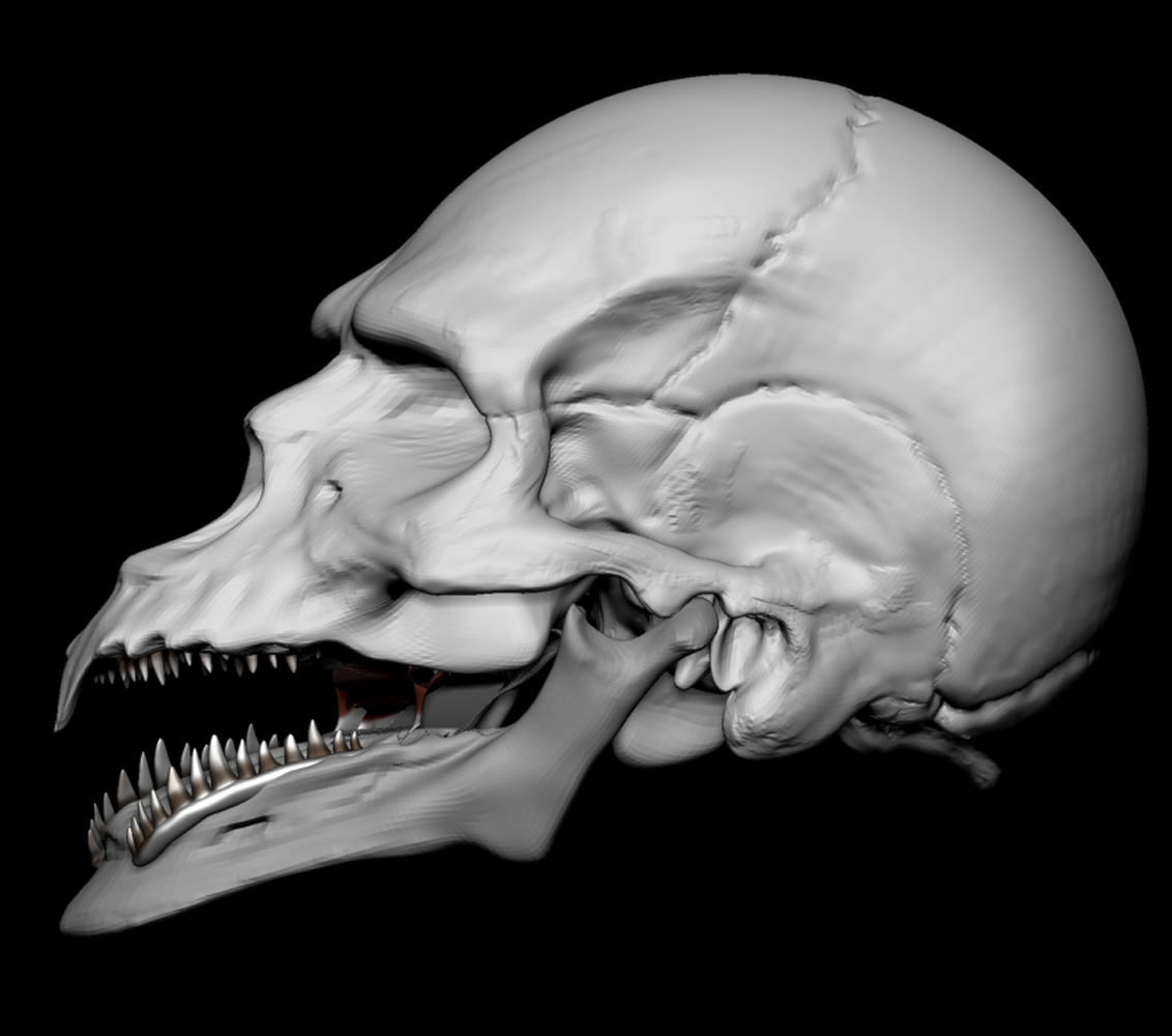 WARPED SKULL 10.jpg