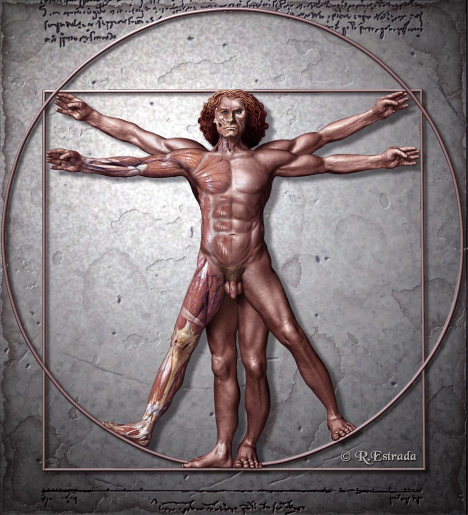 Proporcion Aurea Musc.jpg