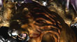 DRAGON SPOTLIGHT 16.jpg