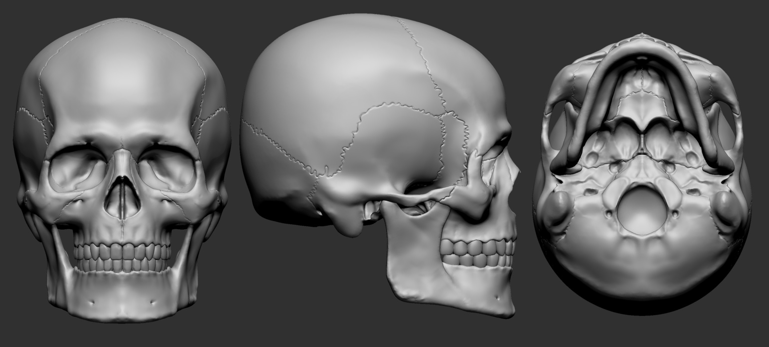 Skull_04.jpg