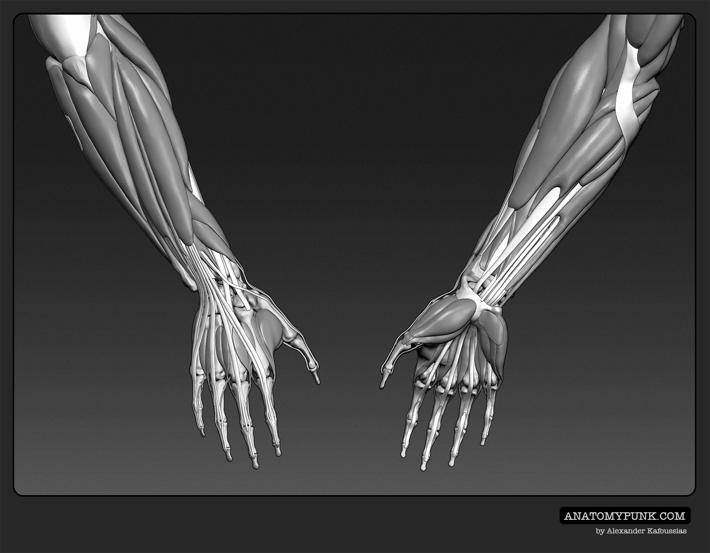 Muscles6_anatomypunk.jpeg