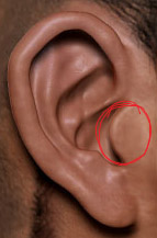 ear copy.jpg