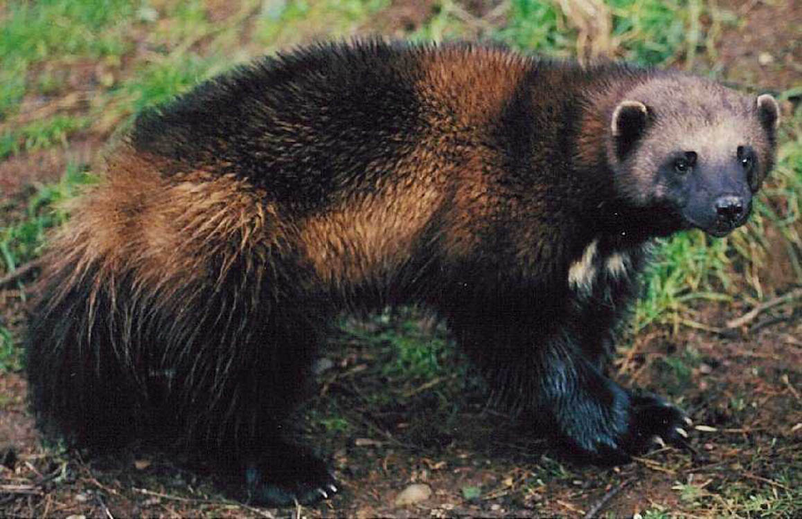 WOLVERINE 5.jpg