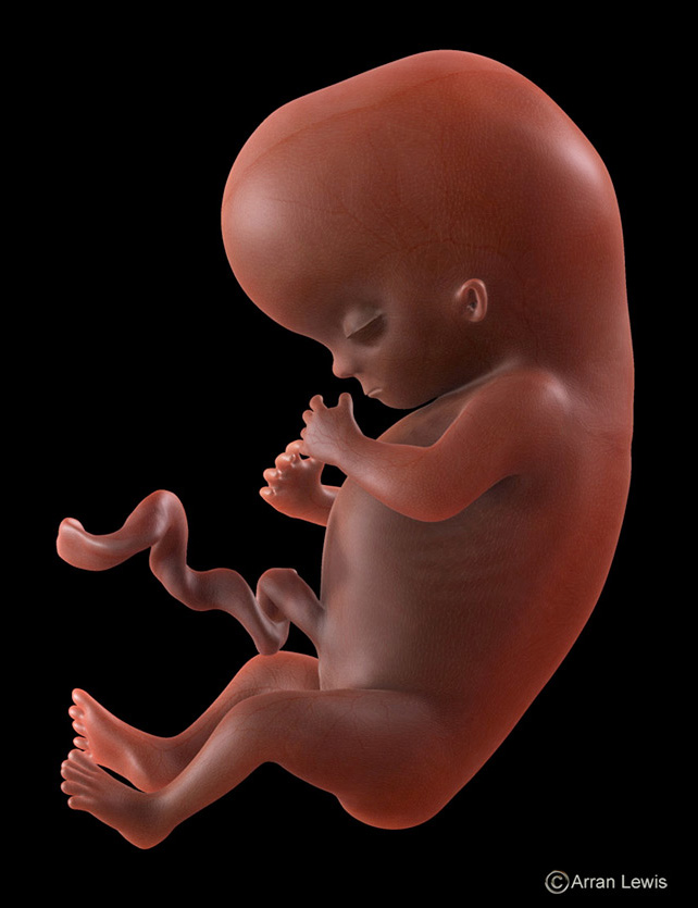 testfetus12.jpg