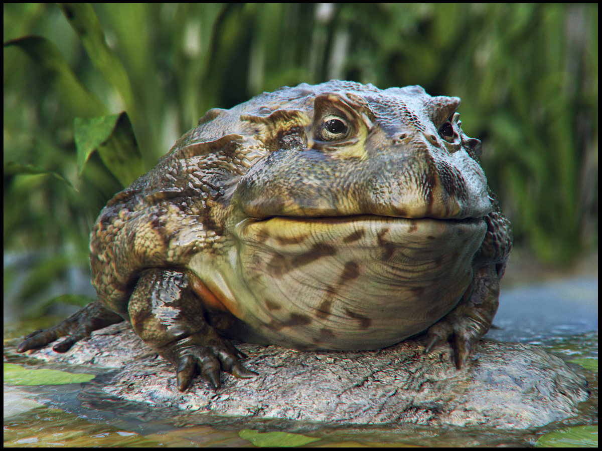 frog_zbcentral.jpg