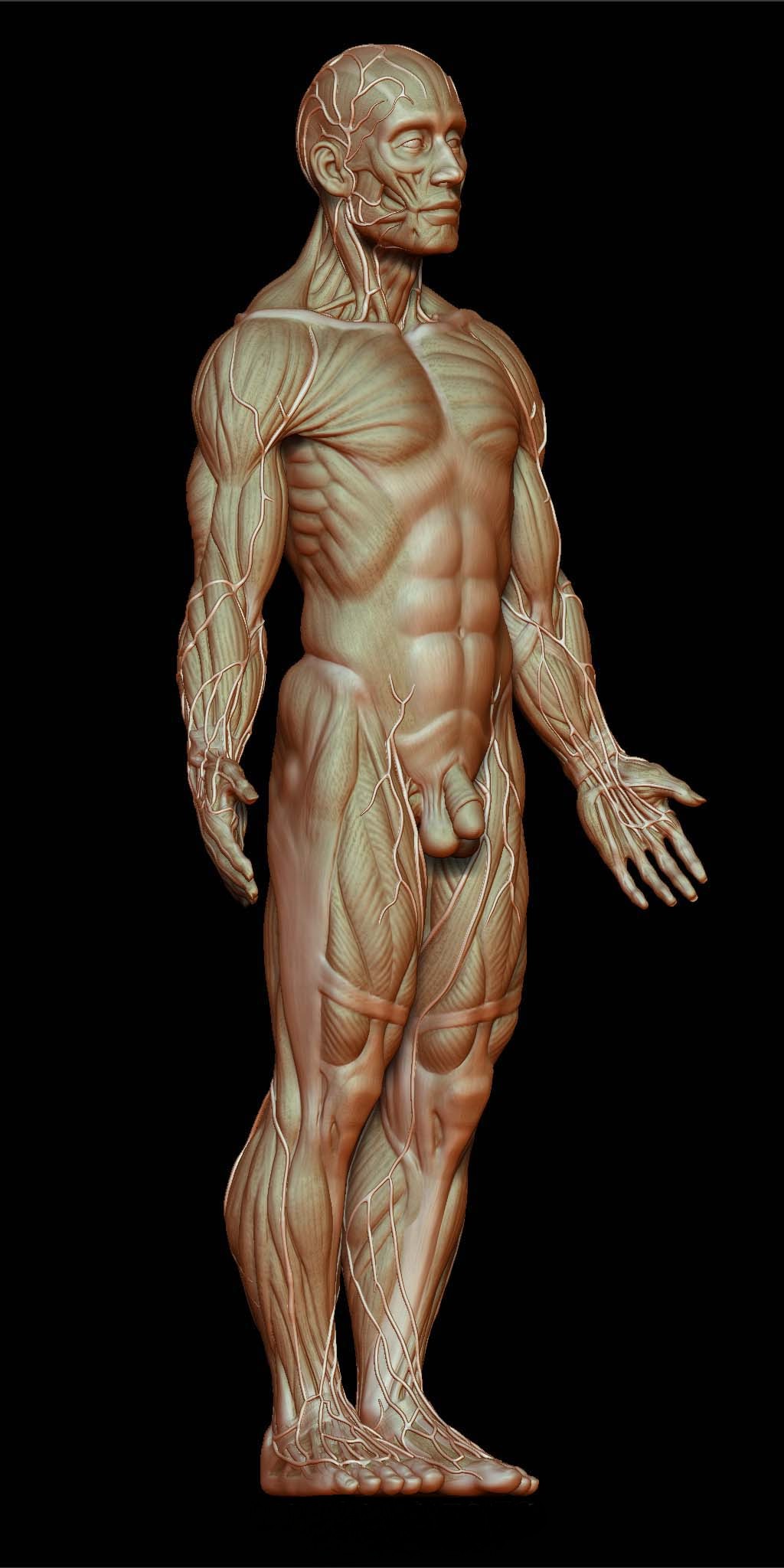 Anatomy Front.jpg