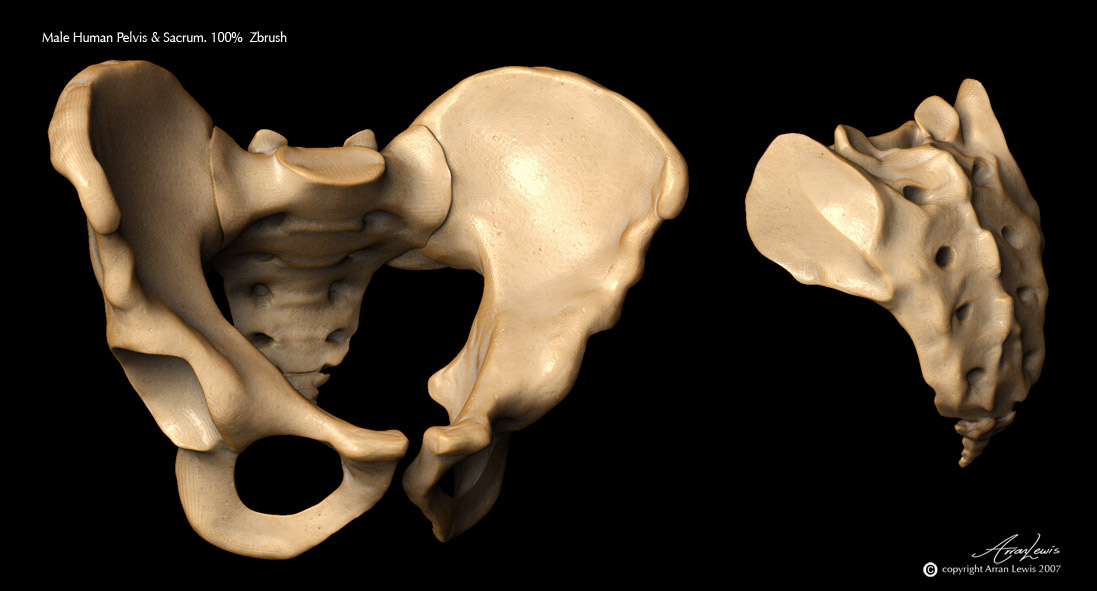 fullpelvis.jpg