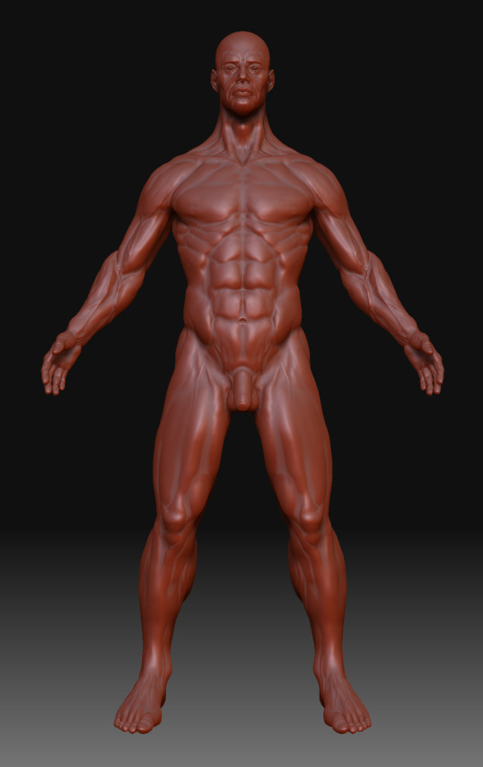anatomy_study_fix.jpg