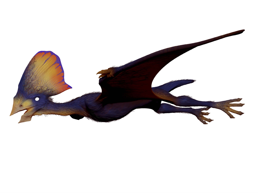 crest creature.jpg