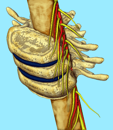 vertebra.gif
