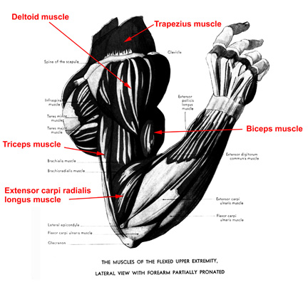 forearms .jpg