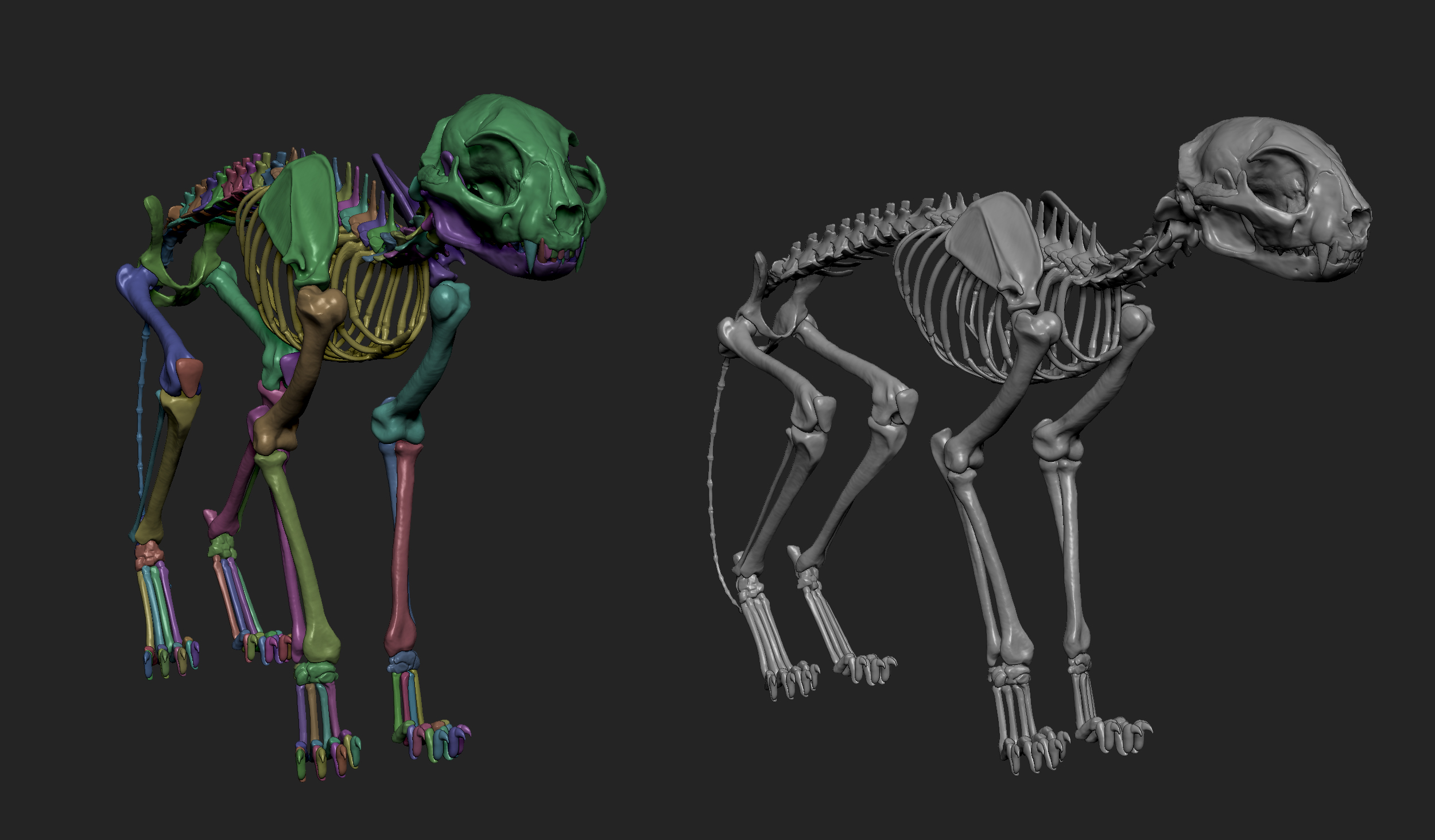 MarcusTrolldenier_SculptingAnatomy_week3_domestic_cat_03.jpg