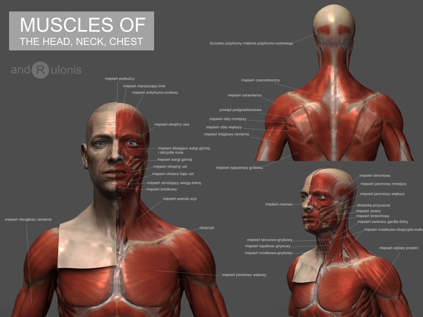 MUSCLES_01.jpg