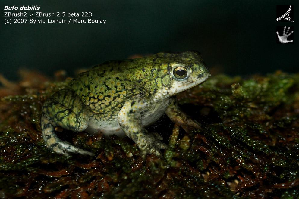 bufo_debilis_02.jpg
