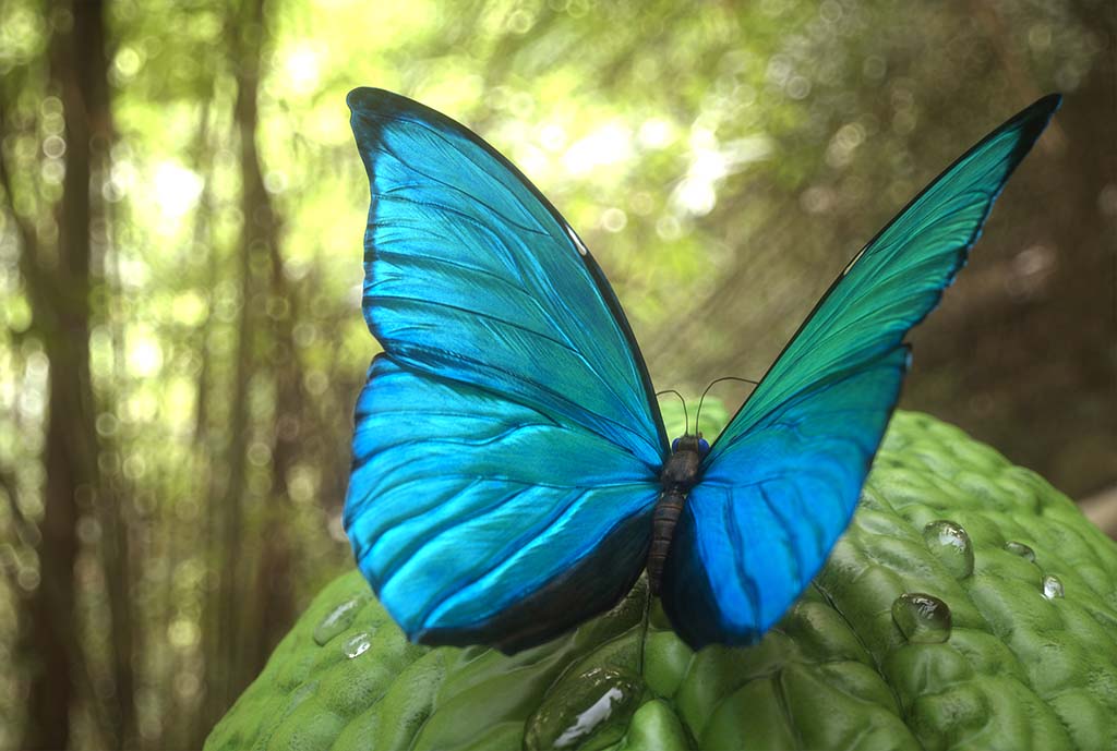 keller_blueMorpho_ZBC01.jpg