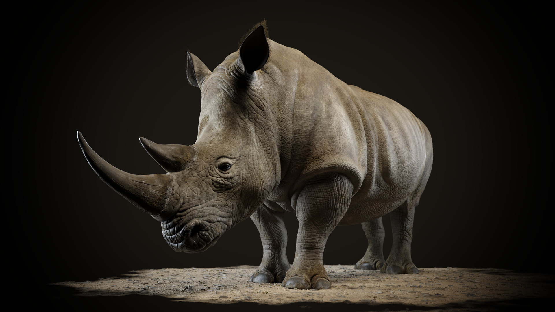 rhino_motiv_02_fullHD_0000.jpg