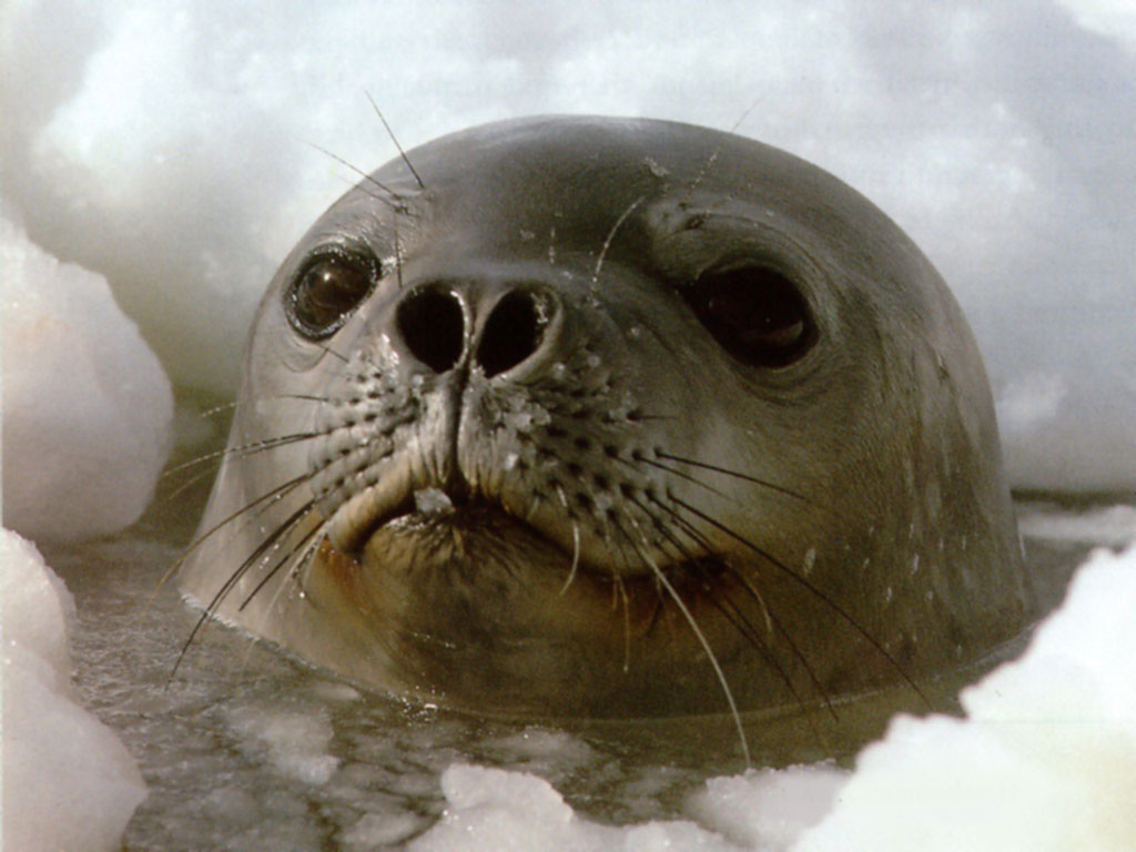 Seal_004.jpg