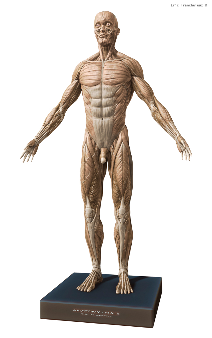 Anatomie-Tranchefeux-02.jpg