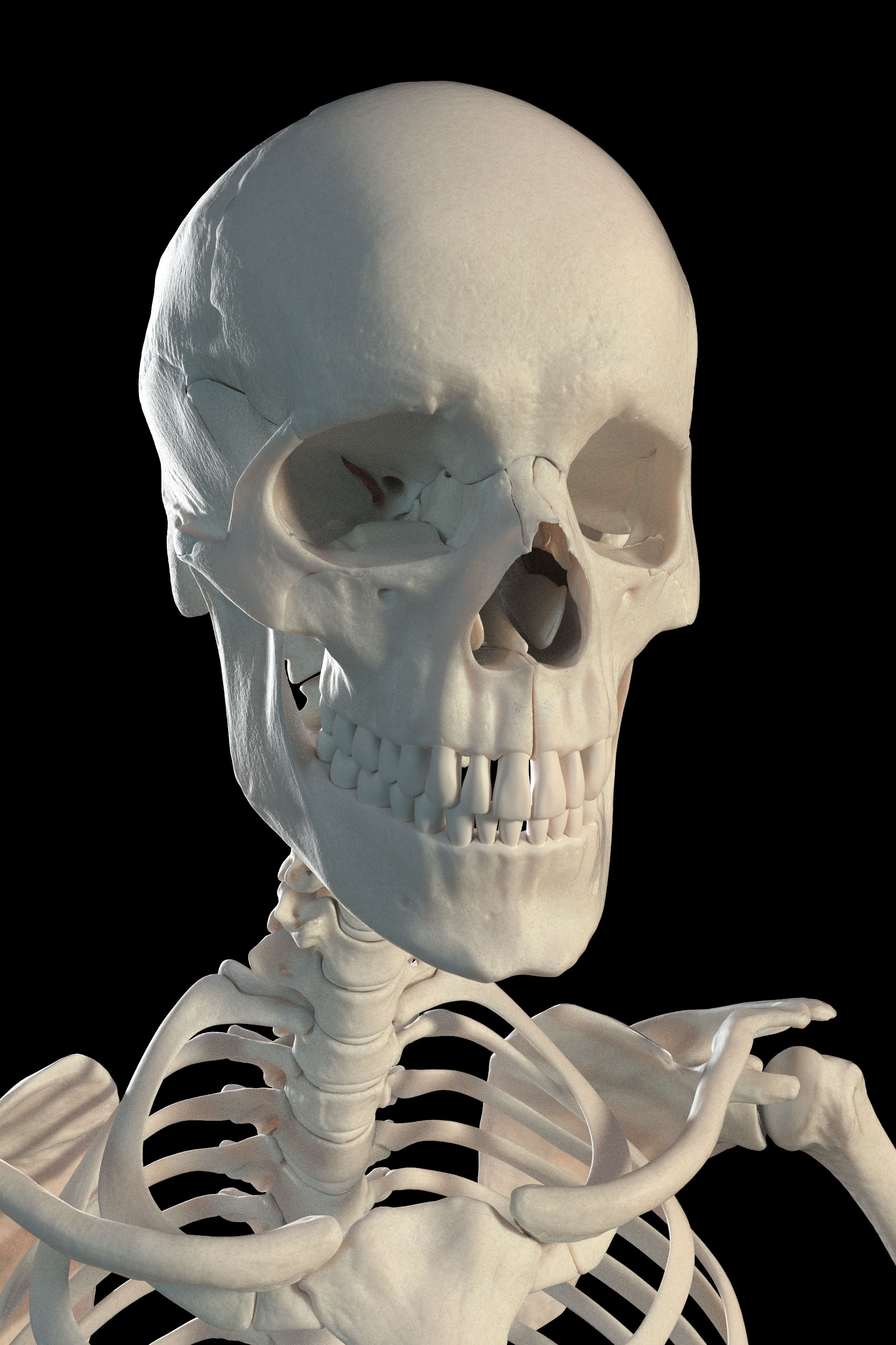 Skeleton001.jpg