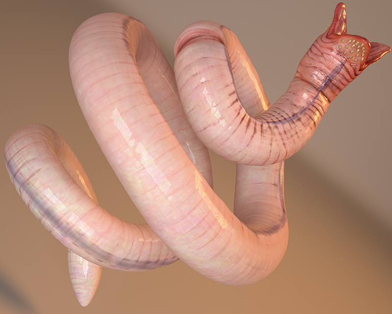 DrTeeth-Final.jpg
