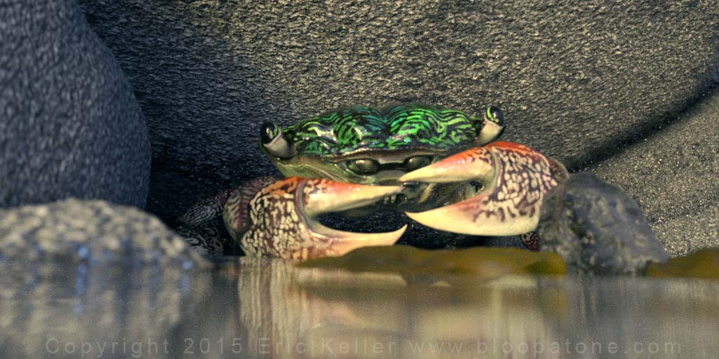 crab_testrender_zbc_02.jpg