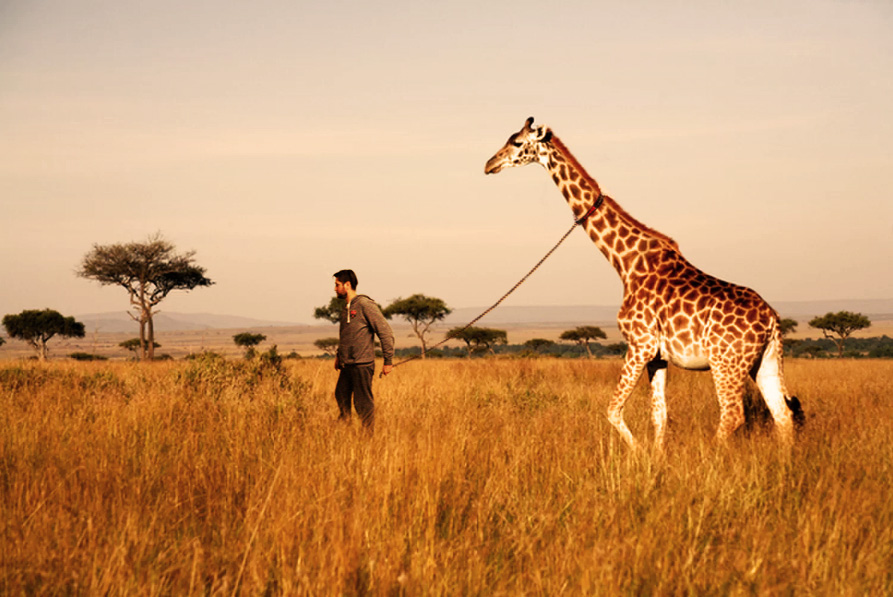 Walking_the_pet_giraffe.jpg